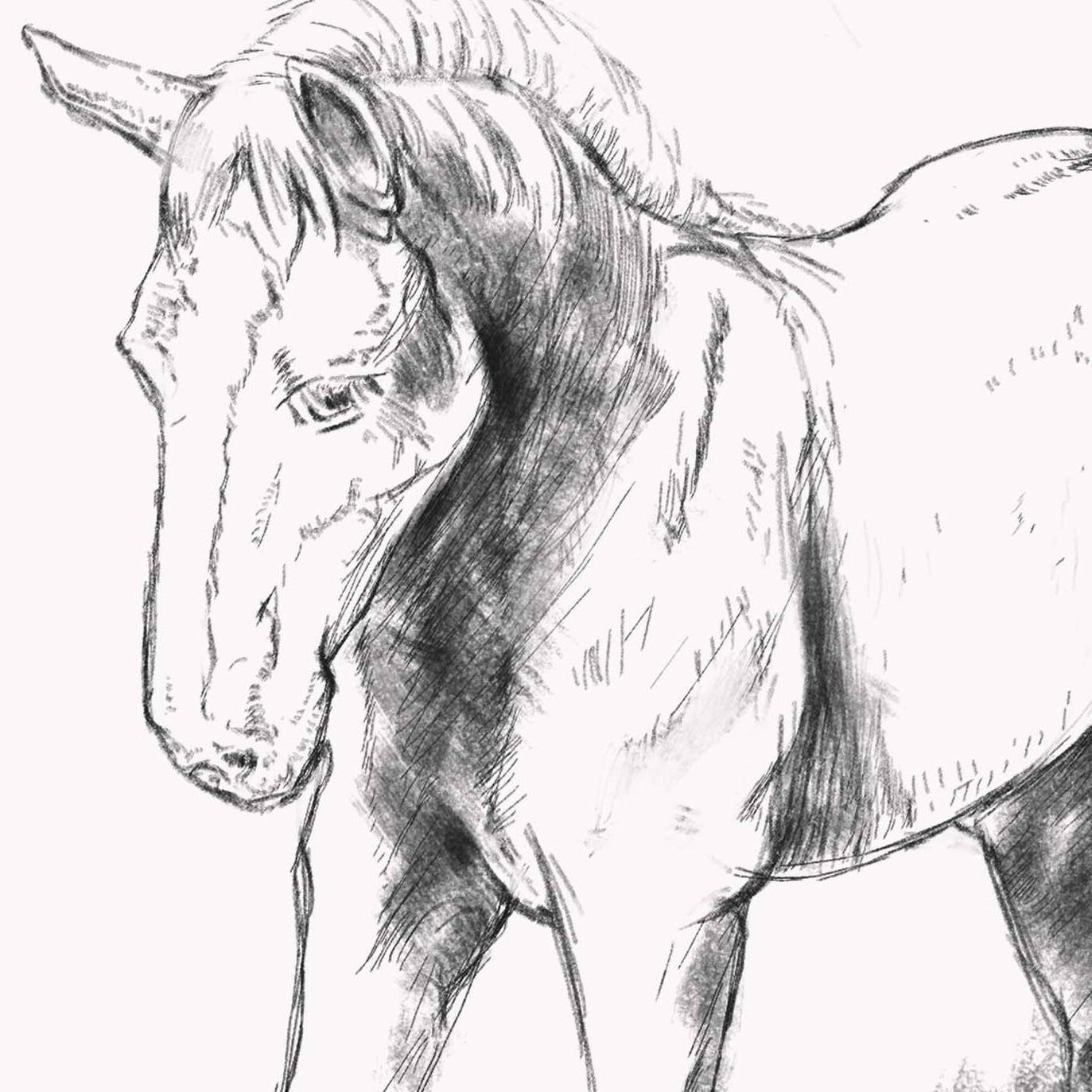Square Horse